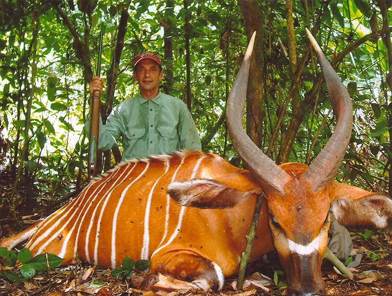 Bongo hunting in Cameroon