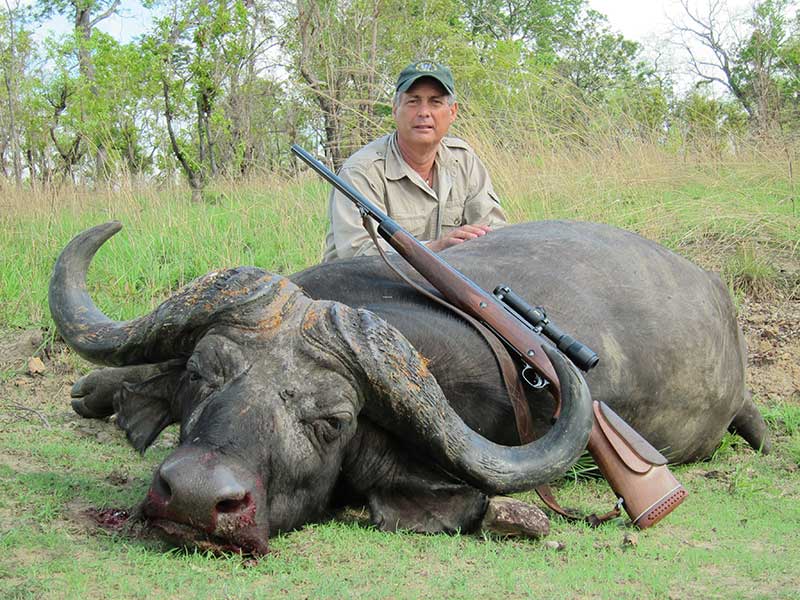 Cape buffalo hunting in Zambia