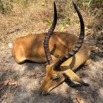 "Hunting in Tanzania – lions, elephants and legendary safaris"