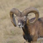 Big game hunting in France – wild boars, roe deer and European hunting"