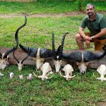 "Hunting safari in Mozambique – buffalos, leopards and wild plains"
