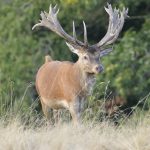 Big game hunting in France – wild boars, roe deer and European hunting"
