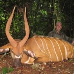 "Big game hunting in Cameroon – bongos, sitatungas and African jungles"