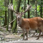 Big game hunting in France – wild boars, roe deer and European hunting"