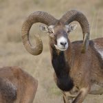 Big game hunting in France – wild boars, roe deer and European hunting"