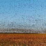 "Hunting in Argentina – red stags, antelopes and pumas"