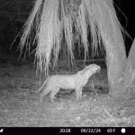 "Hunting safari in Zambia – leopards, hippos and antelopes"