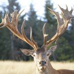 Big game hunting in France – wild boars, roe deer and European hunting"