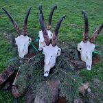 "Big game hunting in Romania – bears, wild boars and Carpathian wolves"