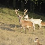 Big game hunting in France – wild boars, roe deer and European hunting"