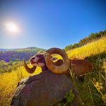 "Hunting in Slovakia – deer, wild boars and roe deer"