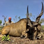 "Big game hunting in Cameroon – bongos, sitatungas and African jungles"