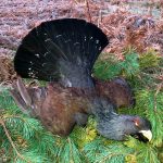 "Hunting in Bulgaria – wild boars, deer and European forests"