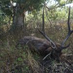 "Hunting in New Caledonia – rusa deer and Pacific paradises"