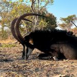 "Hunting safari in Zambia – leopards, hippos and antelopes"