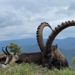 Big game hunting in Austria – red deer, chamois and roe deer in the Alps"