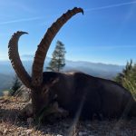 Big game hunting in Austria – red deer, chamois and roe deer in the Alps"