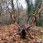Big game hunting in France – wild boars, roe deer and European hunting"