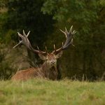 Big game hunting in France – wild boars, roe deer and European hunting"
