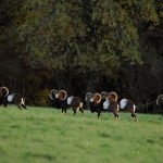 Big game hunting in France – wild boars, roe deer and European hunting"