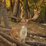 Big game hunting in France – wild boars, roe deer and European hunting"