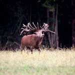 Big game hunting in France – wild boars, roe deer and European hunting"