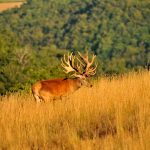 Big game hunting in France – wild boars, roe deer and European hunting"