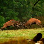 Big game hunting in France – wild boars, roe deer and European hunting"