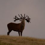 Big game hunting in France – wild boars, roe deer and European hunting"