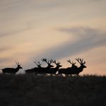 Big game hunting in France – wild boars, roe deer and European hunting"