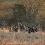 Big game hunting in France – wild boars, roe deer and European hunting"