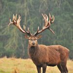Big game hunting in France – wild boars, roe deer and European hunting"