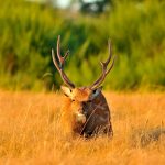 Big game hunting in France – wild boars, roe deer and European hunting"