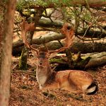 Big game hunting in France – wild boars, roe deer and European hunting"