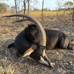 "Hunting in Tanzania – lions, elephants and legendary safaris"