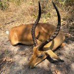 "Hunting in Tanzania – lions, elephants and legendary safaris"