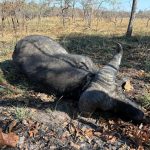 "Hunting in Tanzania – lions, elephants and legendary safaris"