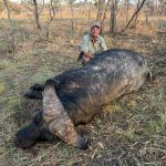 "Hunting in Tanzania – lions, elephants and legendary safaris"