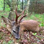 "Hunting in Poland – red deer, wild boars and wolves"