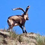 Big game hunting in Spain – driven hunts for wild boar, red deer and mouflon"