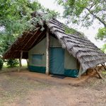 "Hunting in Uganda – kob, buffalos and unique African wildlife"