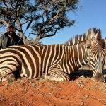 "Hunting safaris in South Africa – rhinos, buffalos and antelopes"