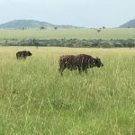 "Hunting in Uganda – kob, buffalos and unique African wildlife"