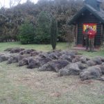 Hunting in Croatia – roe deer, wild boars and hunting in the Balkans"