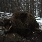 "Hunting in Bulgaria – wild boars, deer and European forests"