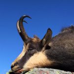 "Big game hunting in Romania – bears, wild boars and Carpathian wolves"