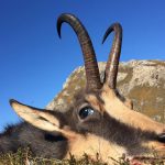 "Big game hunting in Romania – bears, wild boars and Carpathian wolves"