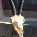 "Big game hunting in Romania – bears, wild boars and Carpathian wolves"