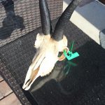 "Big game hunting in Romania – bears, wild boars and Carpathian wolves"