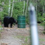 "Hunting in Canada – moose, bears and caribou in boreal forests"